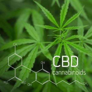 Hợp chất Cannabinoid cần sa cbd là gì